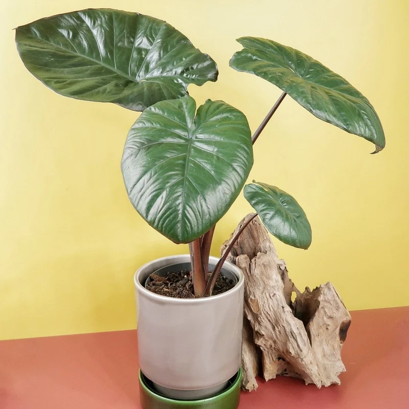 ALOCASIA CHOCOLATE GREEN