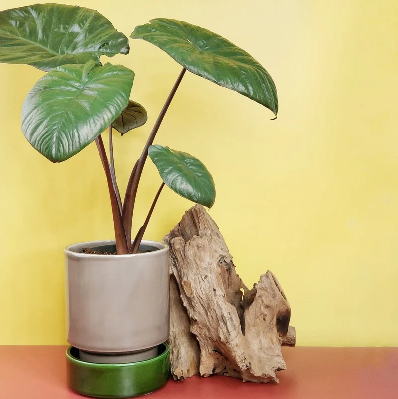 ALOCASIA CHOCOLATE GREEN