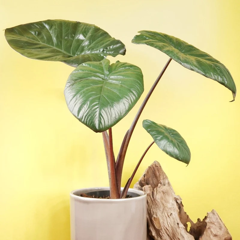 ALOCASIA CHOCOLATE GREEN