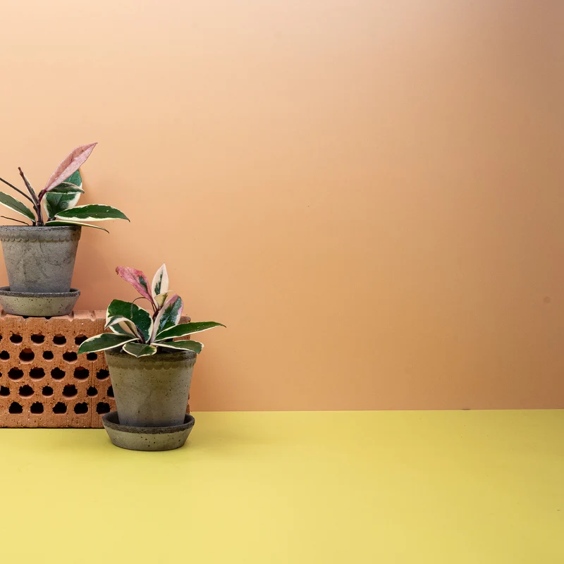 HOYA FLAMINGO DREAM