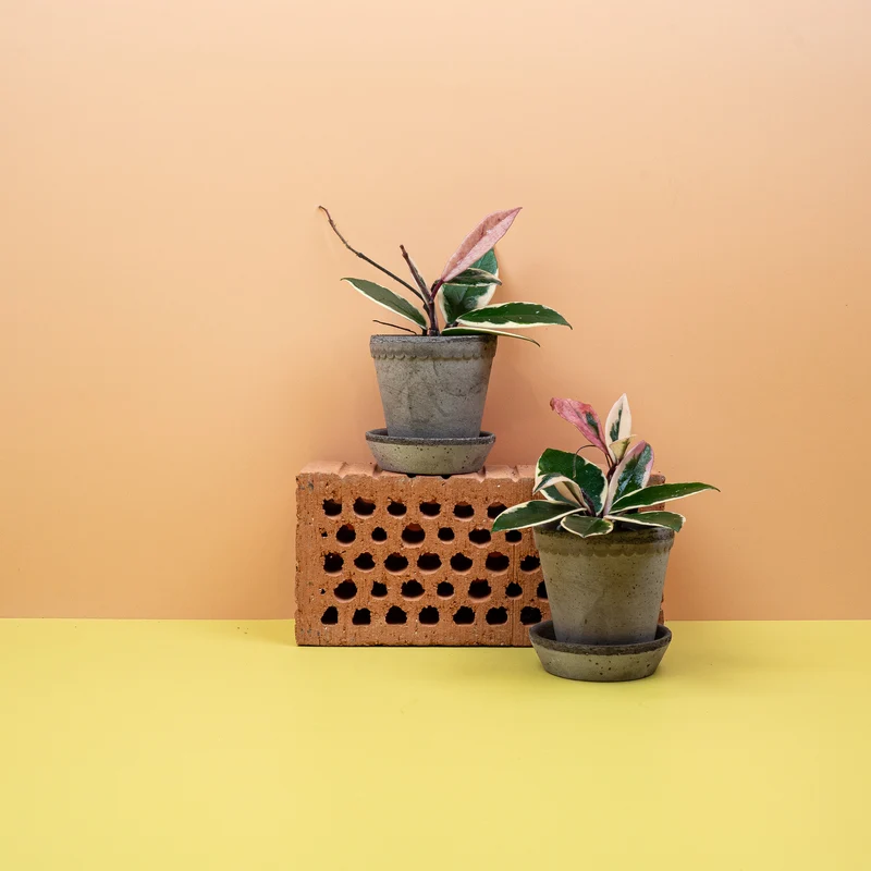 HOYA FLAMINGO DREAM