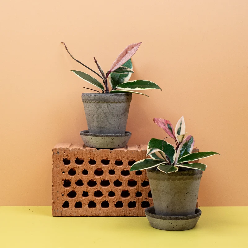 HOYA FLAMINGO DREAM