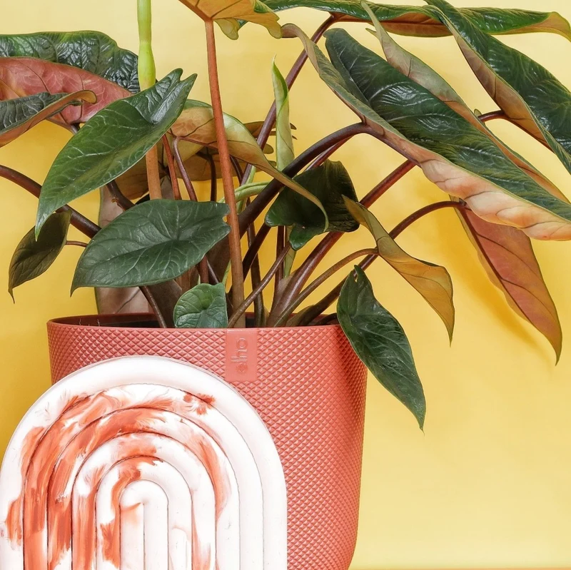 ALOCASIA SCALPRUM