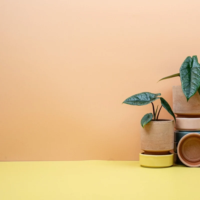 ALOCASIA SCALPRUM