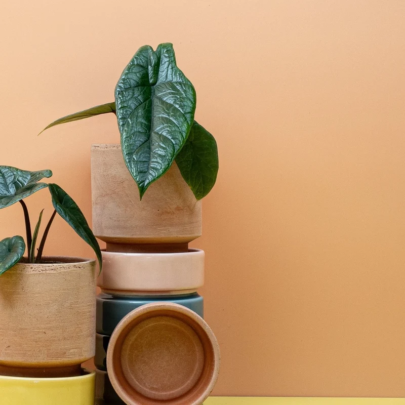 ALOCASIA SCALPRUM