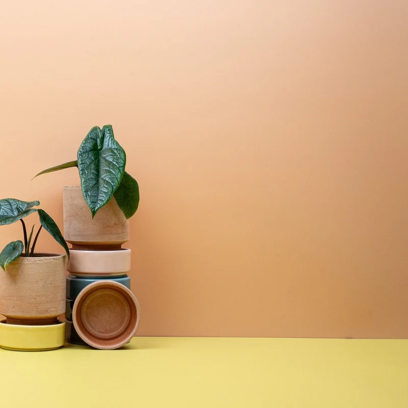 ALOCASIA SCALPRUM