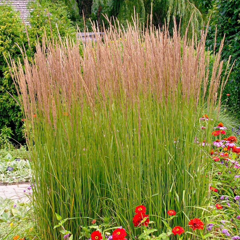 Reitgras 'Karl Foerster'