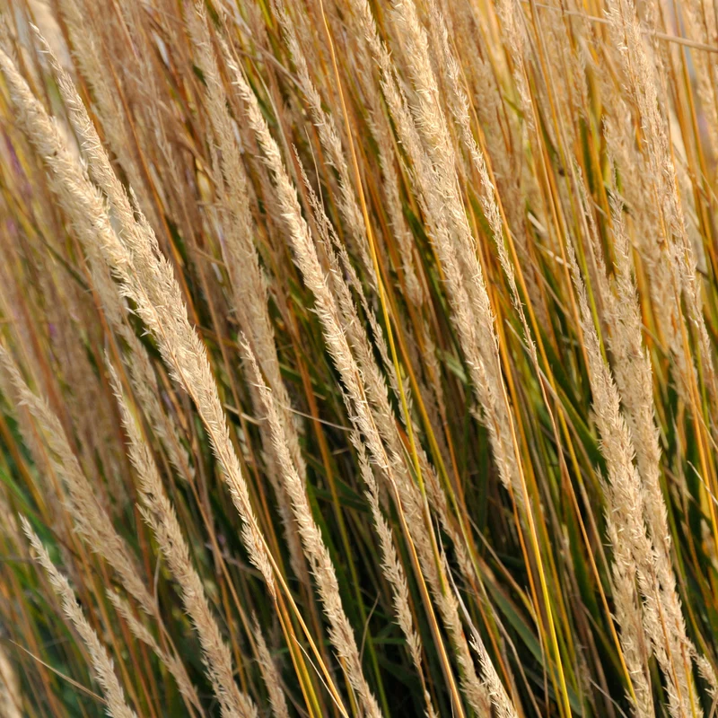 Reitgras 'Karl Foerster'