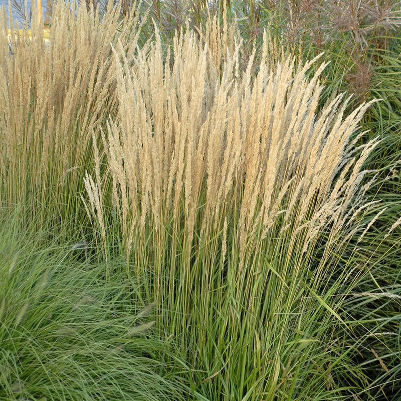 Reitgras 'Karl Foerster'