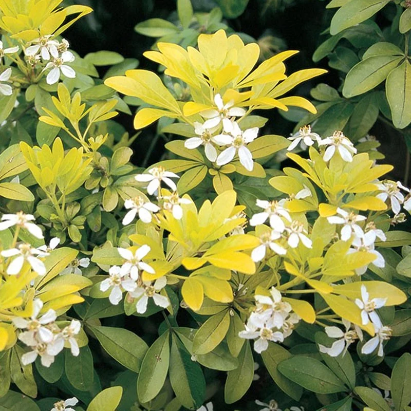 Orangenblume 'Sundance'