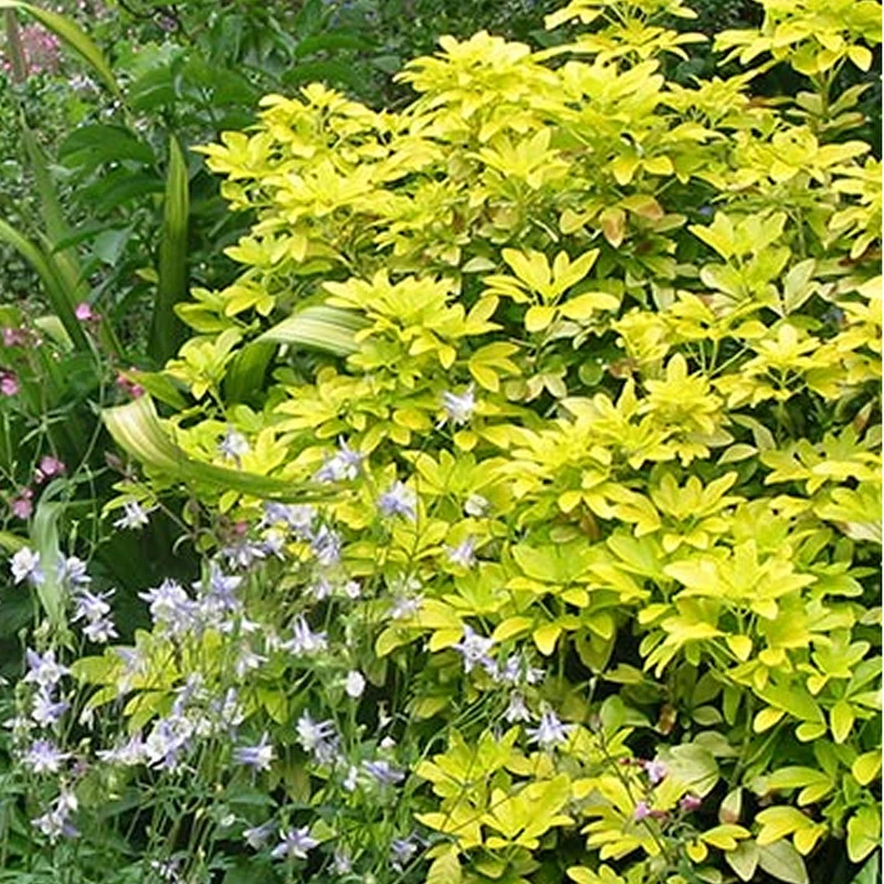 Orangenblume 'Sundance'