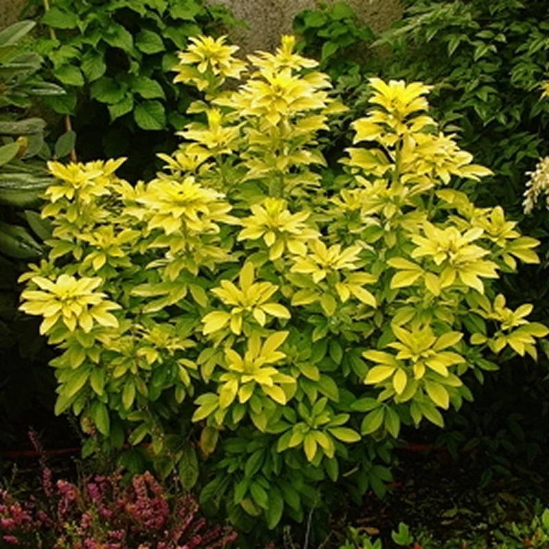 Orangenblume 'Sundance'