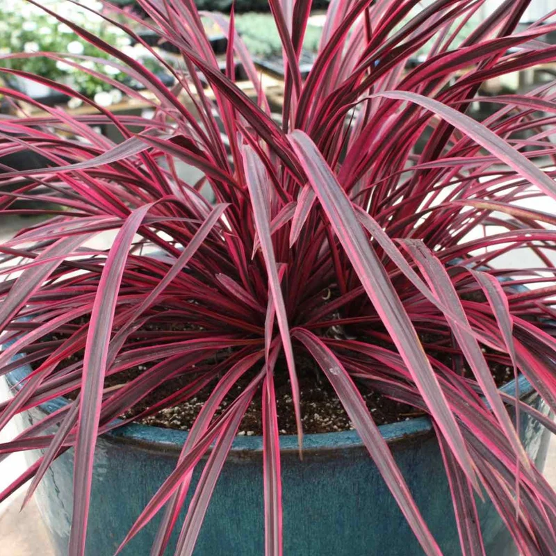 Keulenlilie 'Festival Raspberry'