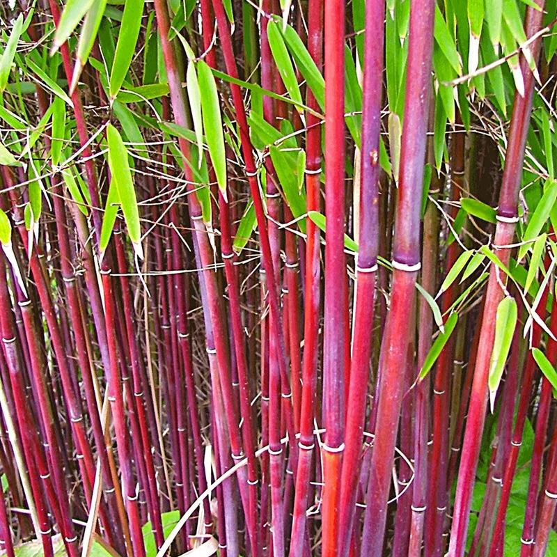 Schirmbambus 'Asian Wonder'