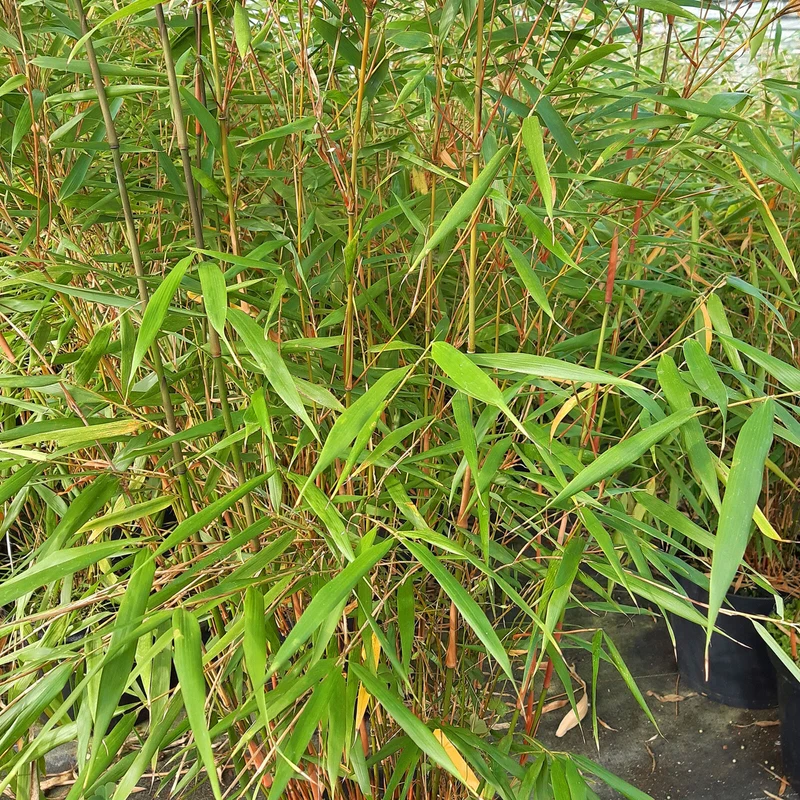 Schirmbambus 'Asian Wonder'