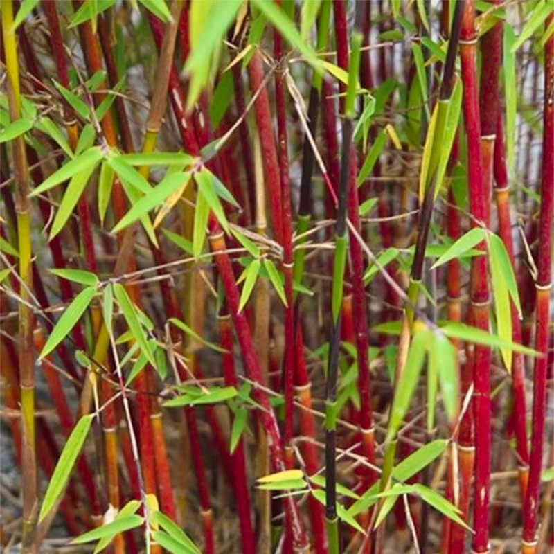 Schirmbambus 'Asian Wonder'