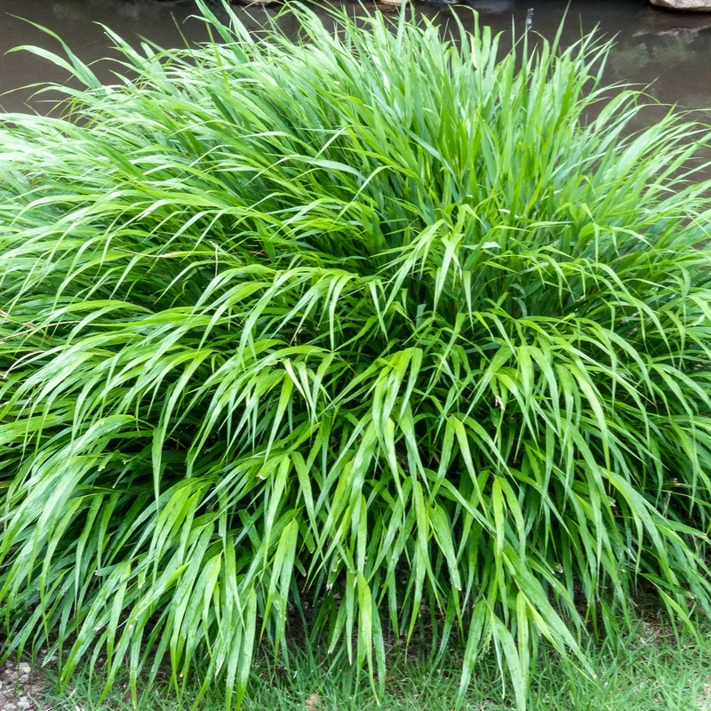 Japan-Berggras