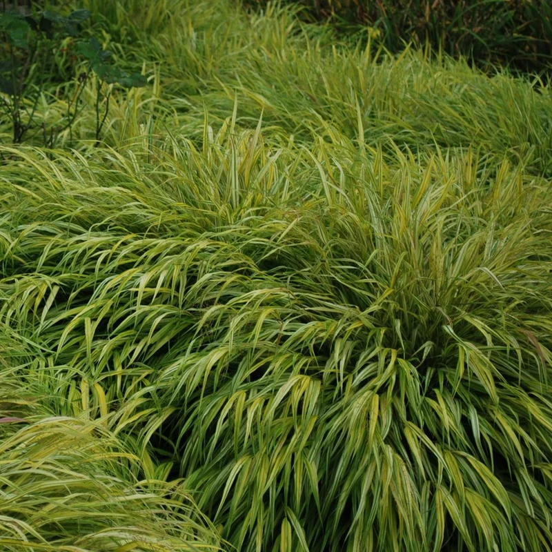 Japan-Berggras