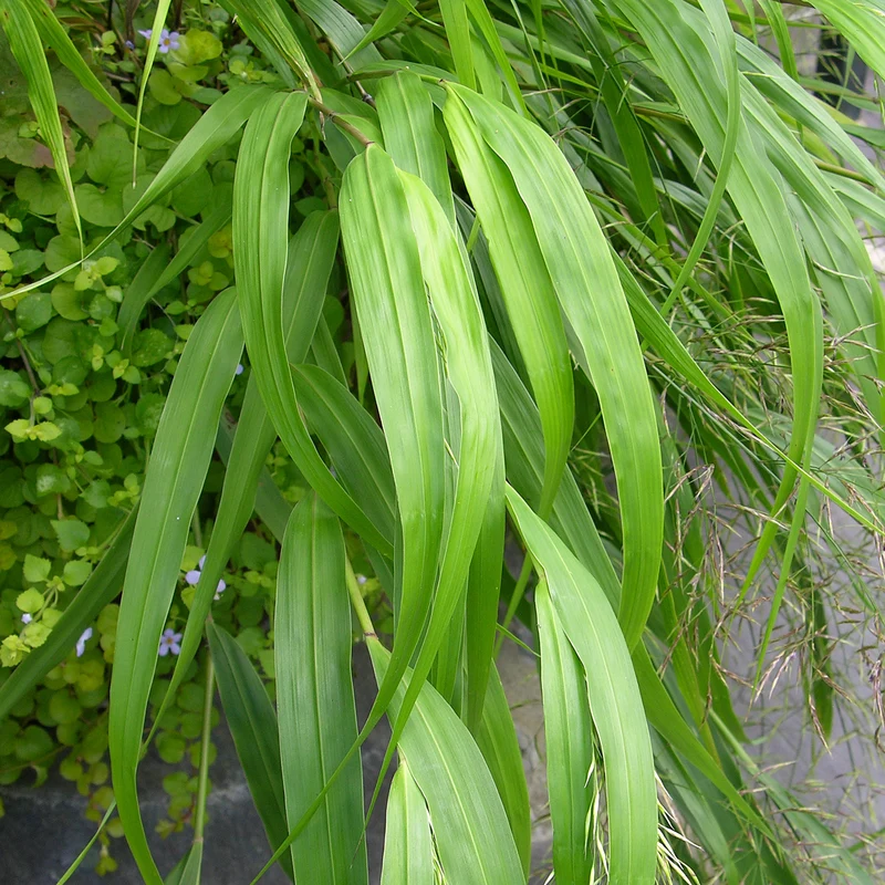 Japan-Berggras