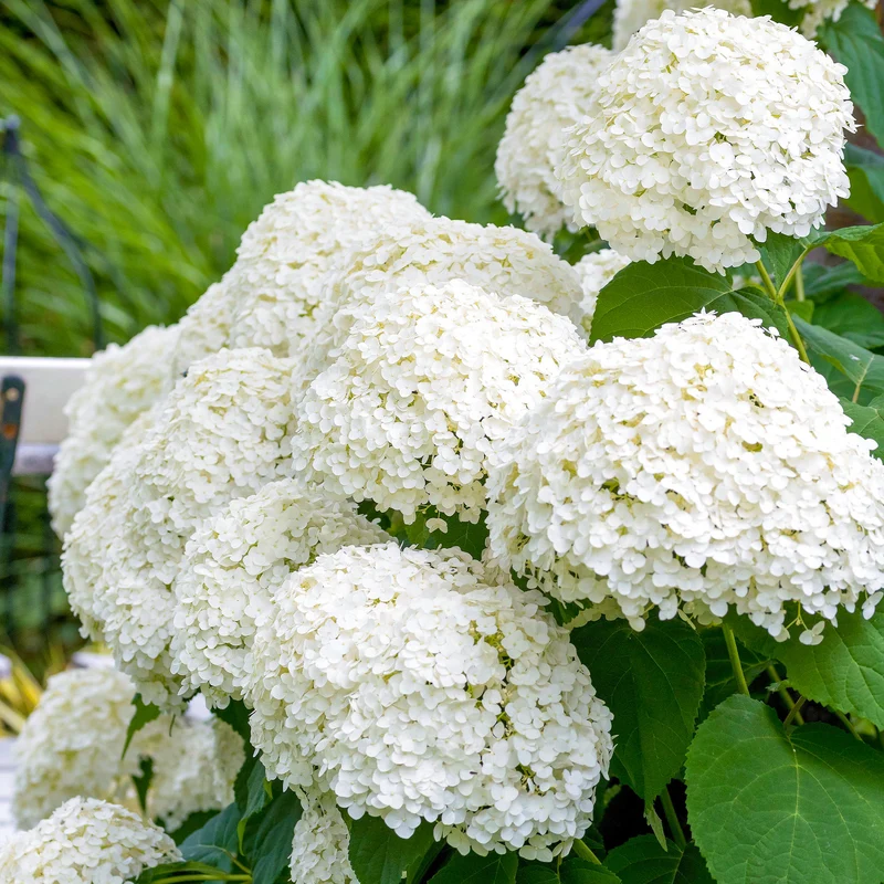 Ballhortensie 'Strong Annabelle'