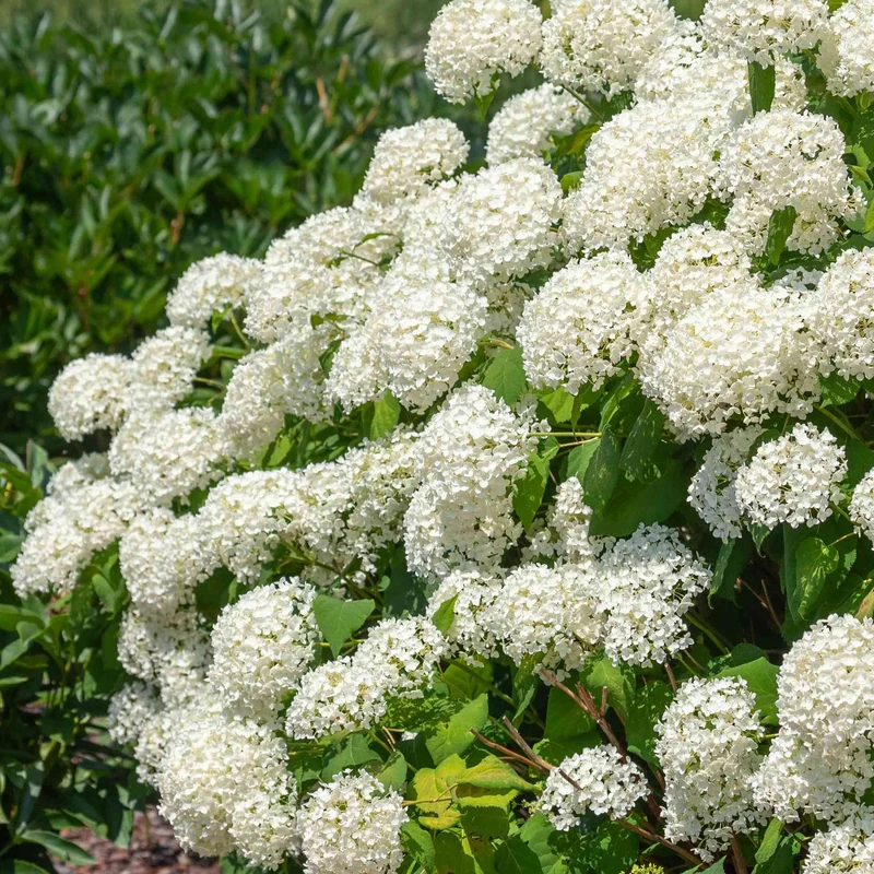 Ballhortensie 'Strong Annabelle'