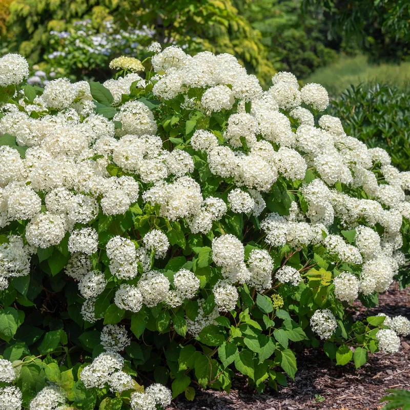 Ballhortensie 'Strong Annabelle'