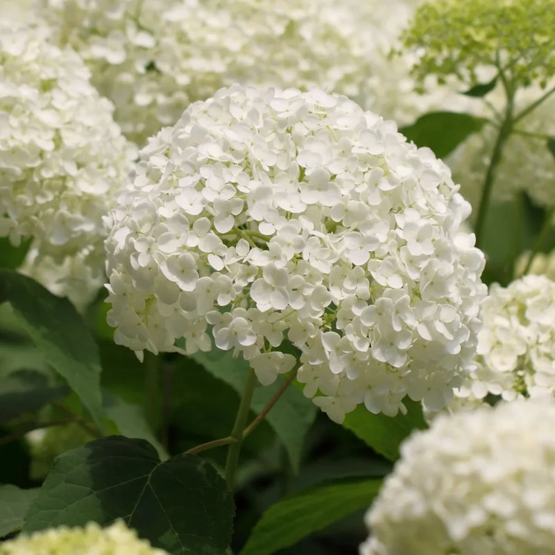 Ballhortensie 'Strong Annabelle'