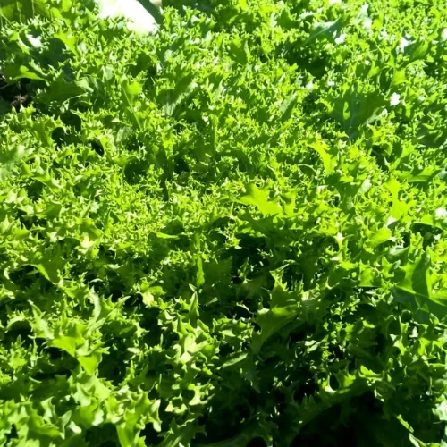 BIO Saatgut Endivie frisée Wallone