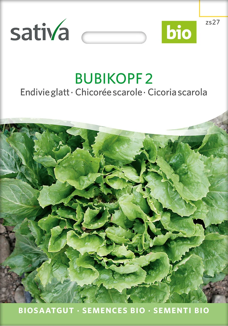 BIO Saatgut Endivie glatt Bubikopf