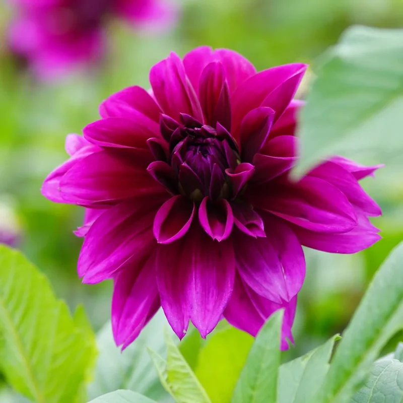 Dahlie 'Thomas A. Edison'
