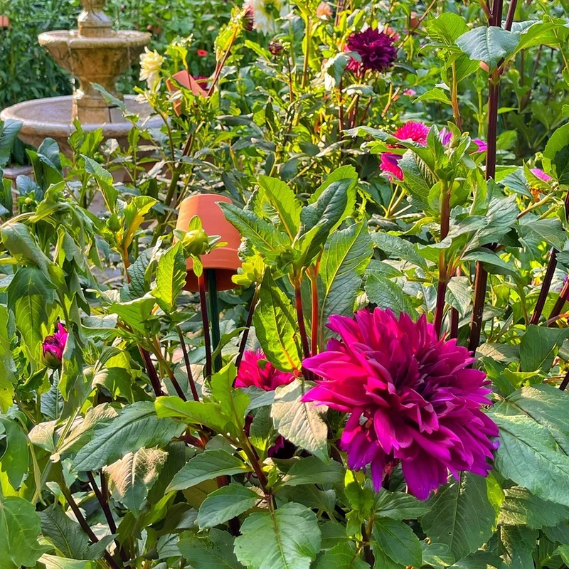 Dahlie 'Thomas A. Edison'