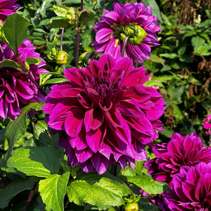 Dahlie 'Thomas A. Edison'