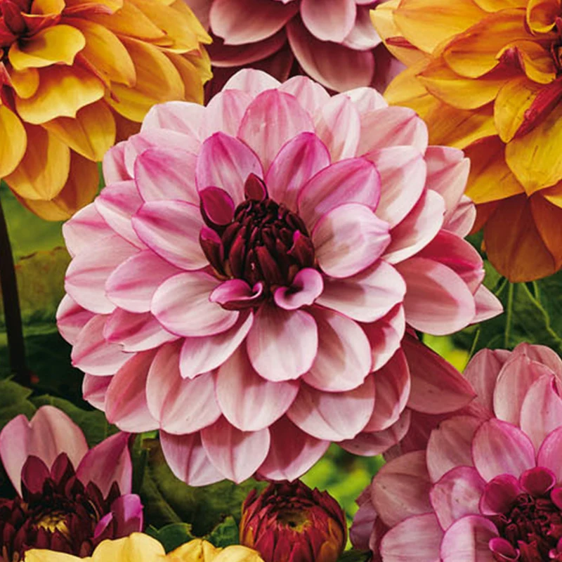 Dahlie 'Sweet & Honey'