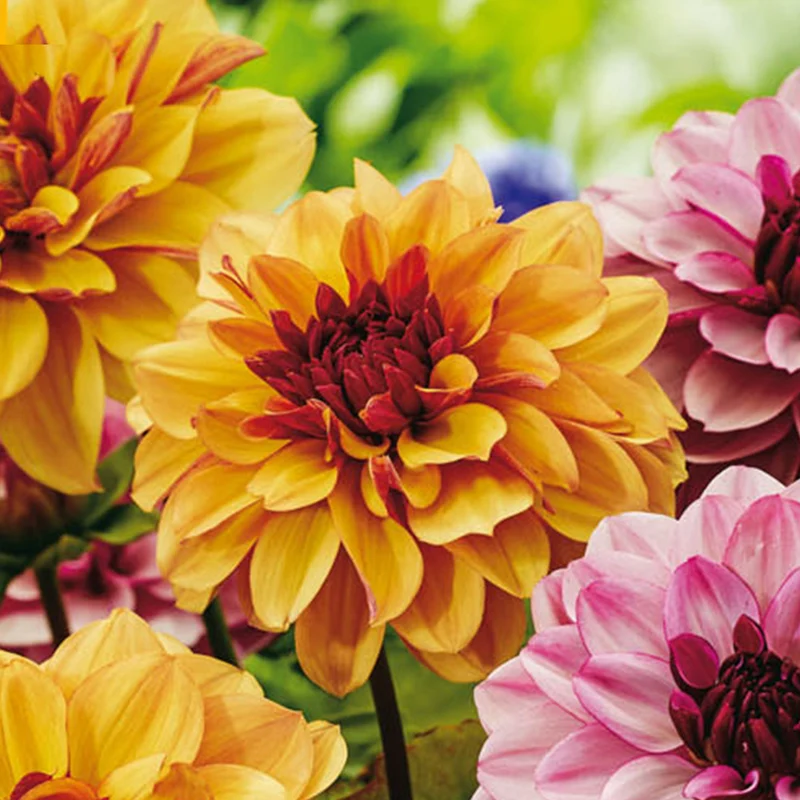 Dahlie 'Sweet & Honey'