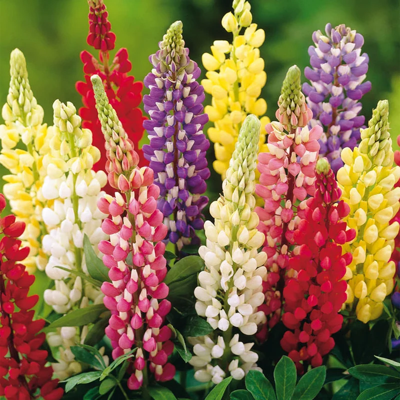 Lupinen-Mix