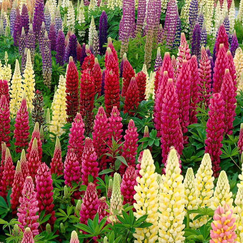 Lupinen-Mix