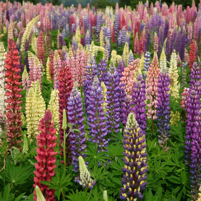 Lupinen-Mix