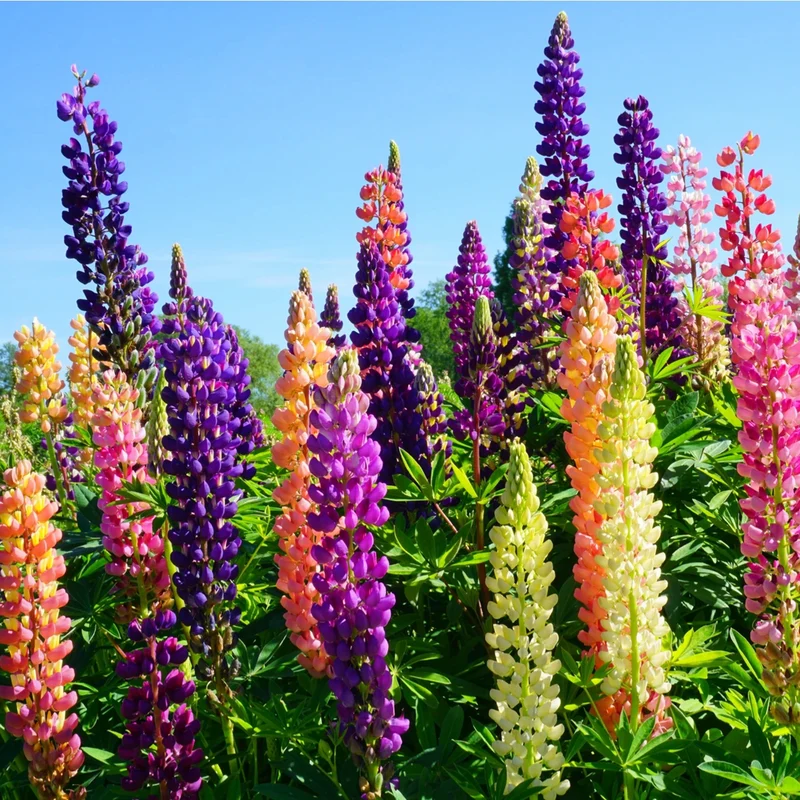 Lupinen-Mix