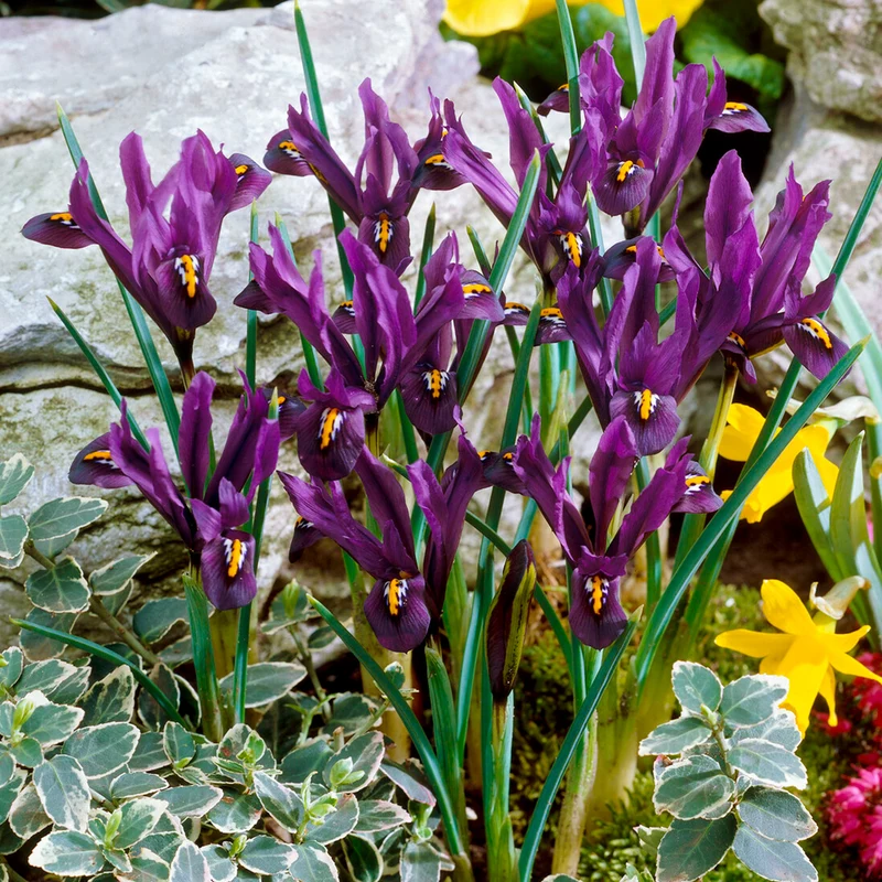Zwerg-Iris 'J S Dijt'