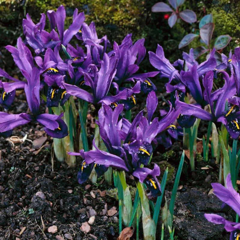 Zwerg-Iris 'J S Dijt'