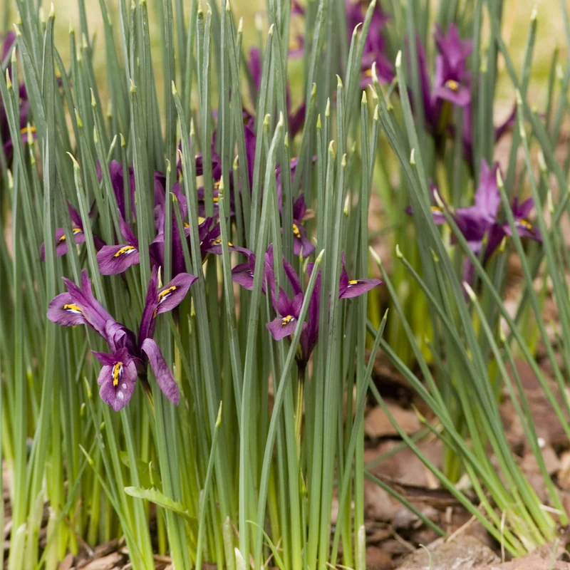 Zwerg-Iris 'J S Dijt'