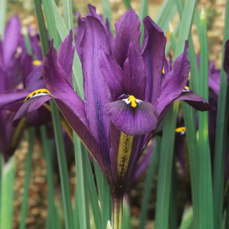Zwerg-Iris 'J S Dijt'