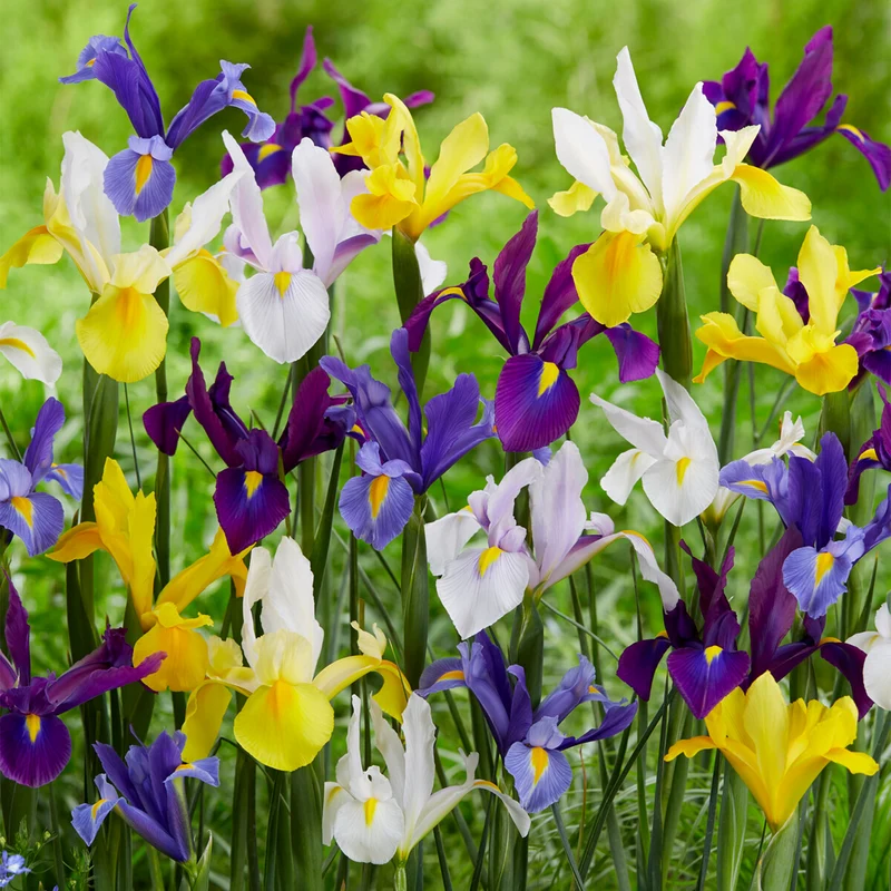 Holländische Iris Mix