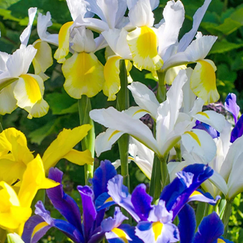 Holländische Iris Mix