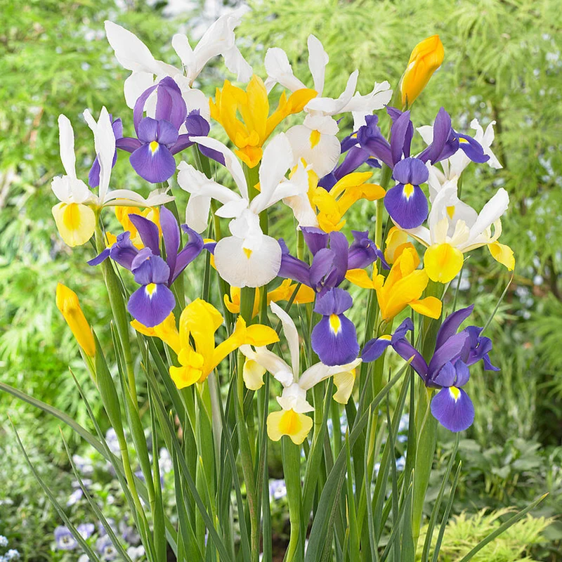 Holländische Iris Mix