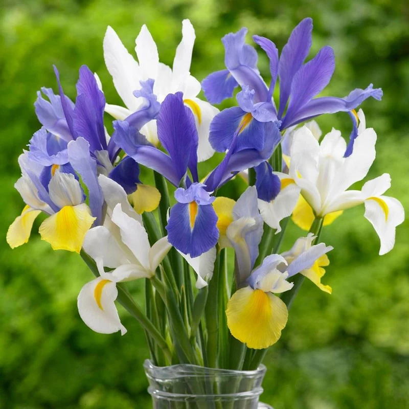 Holländische Iris Mix