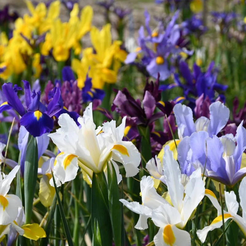 Holländische Iris Mix