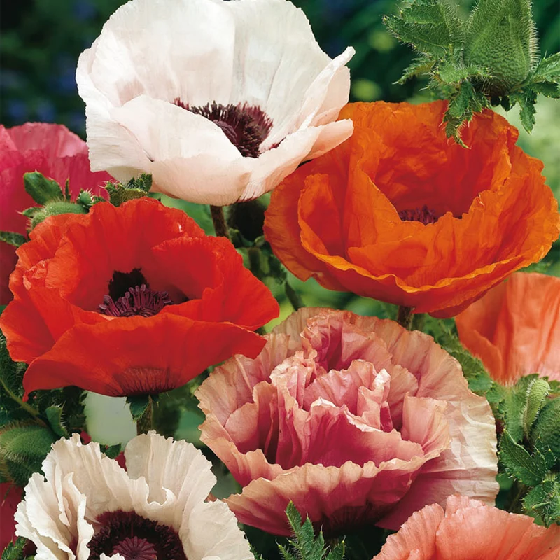 Türkischer Mohn Mix