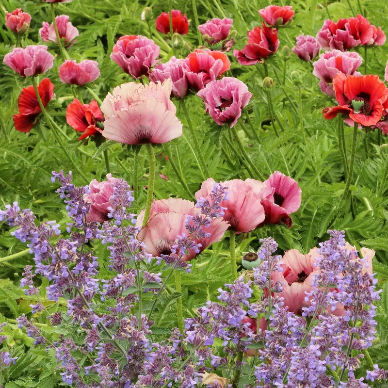 Türkischer Mohn Mix