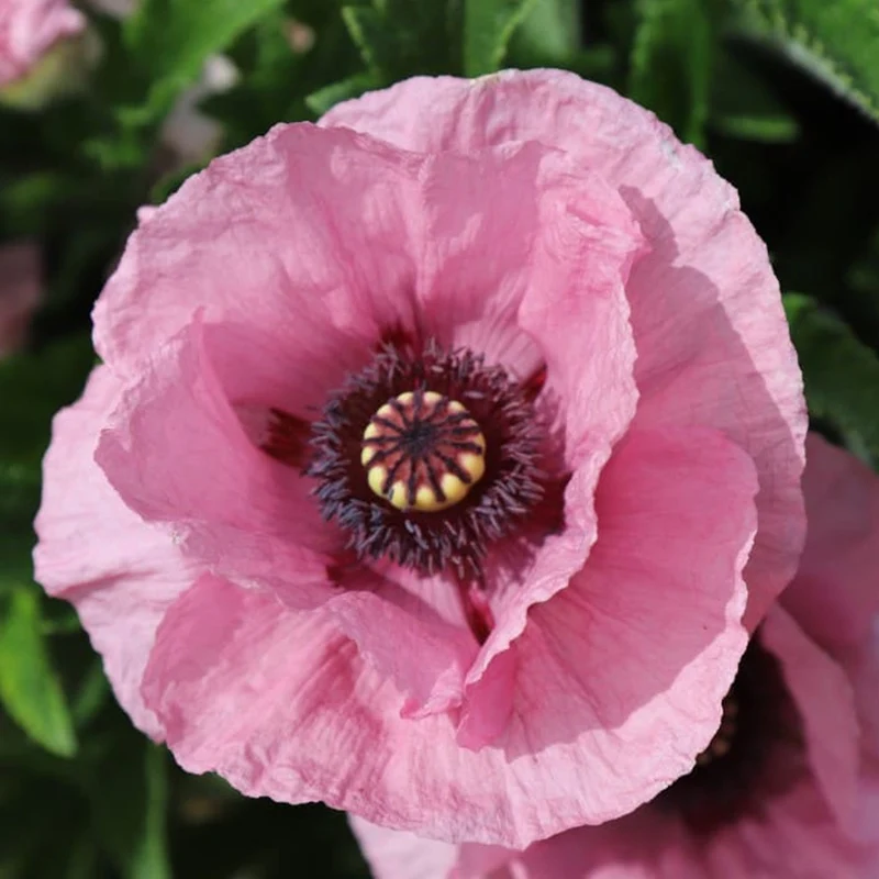 Türkischer Mohn Mix